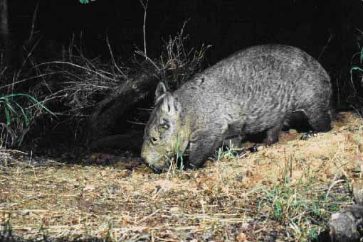 Yaminon Help An Endangered Species Yaminon Help An Endangered Species