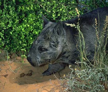Northern hairy-nosed wombat.
