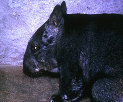 Wombat in captivity