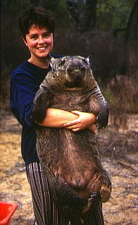 Dr. Taylor and wombat